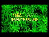 Cannabis Rising: The Key In The Lock. Your Health Your Future