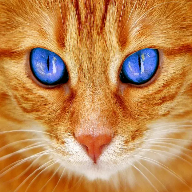The Magic Of Cats